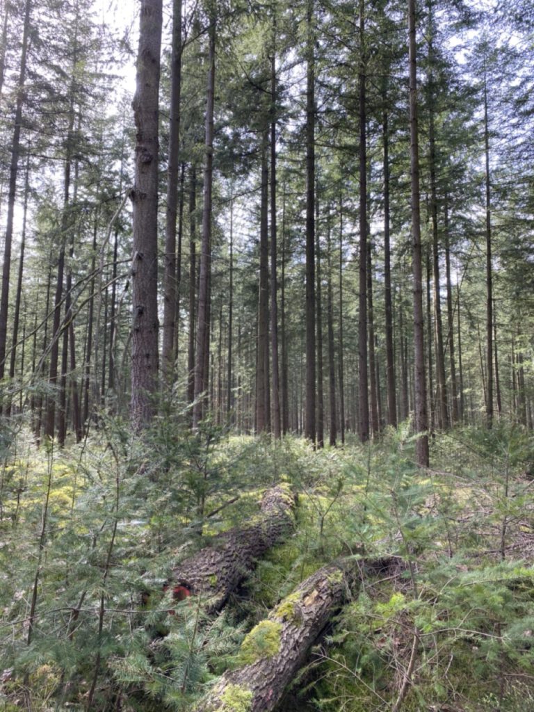 Groß (IMG_4817)