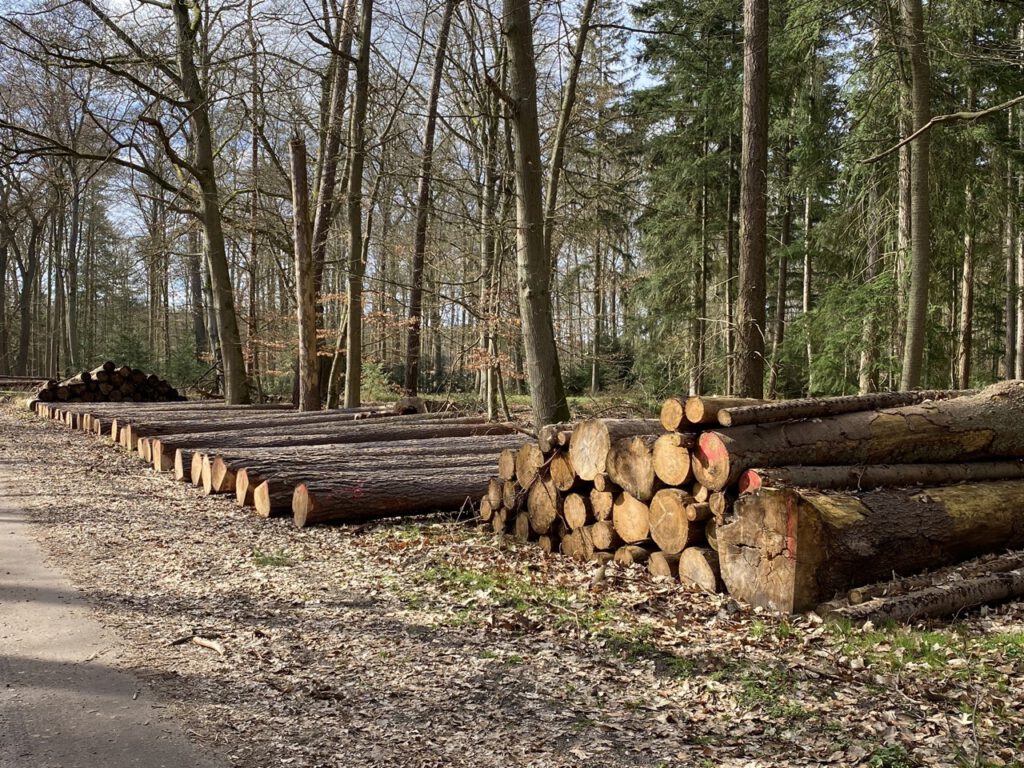 Groß (IMG_4818)
