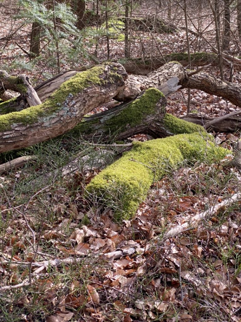 Groß (IMG_4821)