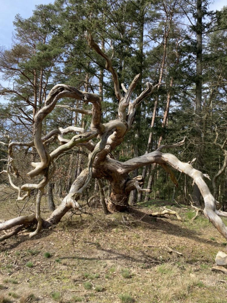 Groß (IMG_4823)